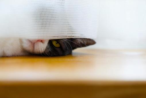 カーテンの隙間から見る猫 カーテンの隙間から見る猫,猫,ねこの写真素材