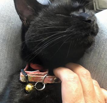 マッサージ受ける猫 猫,ネコ,気持ちいいの写真素材