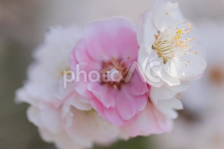 寄り添って咲く白梅と紅梅です 梅,花,植物の写真素材