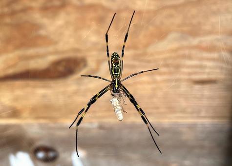 カメムシを捕食するジョロウグモ カメムシを捕食するジョロウグモ 蜘蛛,女郎蜘蛛,捕獲の写真素材