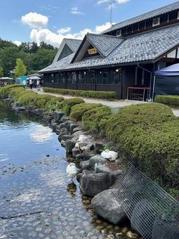 ガチョウの昼休み ガチョウの昼休み ガチョウ,池,道の駅の写真素材