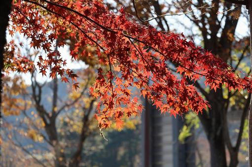赤く色づくもみじの葉の枝のアップ 赤く,色づく,もみじの写真素材