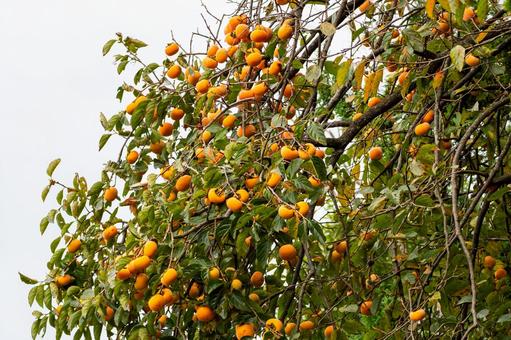 カキの実⑸ 実,カキ,カキノキの写真素材