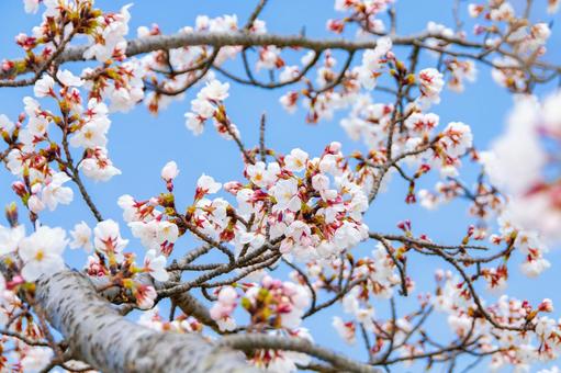 青空に映える満開の桜 11 桜,ソメイヨシノ,サクラの写真素材