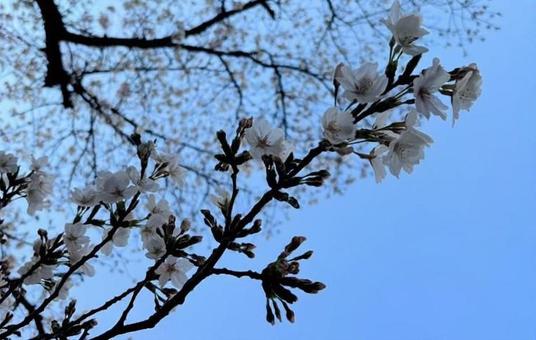 桜 桜の写真