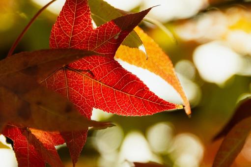 紅葉 秋,10月,黄色の写真素材