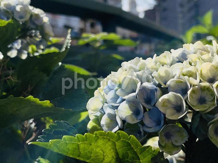 雨上がりの紫陽花 紫陽花,6月,雨上がりの写真素材