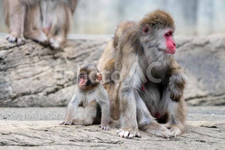 かわいい親子のニホンザル かわいい,親子,ニホンザルの写真素材