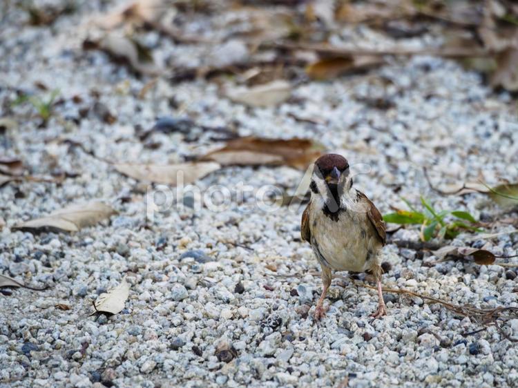 小さい雀がエサを探す 子雀,スズメ,小鳥の写真素材