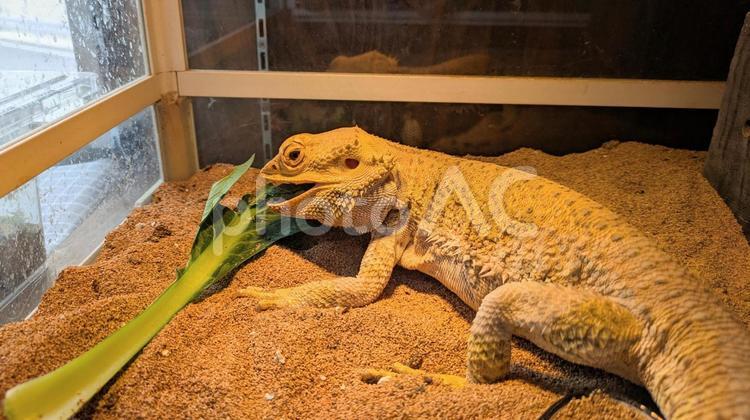 小松菜を食べるフトアゴヒゲトカゲ フトアゴヒゲトカゲ,トカゲ,爬虫類の写真素材