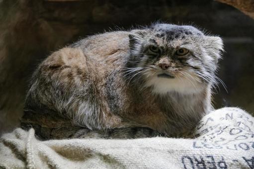 マヌルネコ マヌルネコの写真