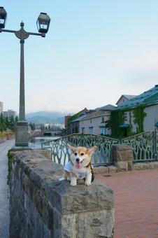 Corgi Otaru Canal, JPG