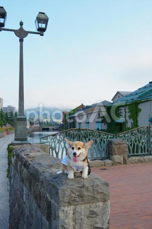 コーギー　小樽運河 コーギー,小樽運河,観光地の写真素材