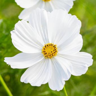 コスモス(57) コスモス(57) 花,コスモス,アキザクラの写真素材