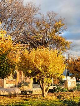銀杏 銀杏,紅葉,植物の写真素材