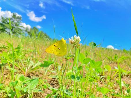 シロツメクサに止まる蝶々と青空の写真