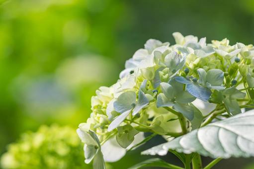 大宮第二公園の紫陽花 大宮第二公園の紫陽花 アジサイ,6月,梅雨の写真素材