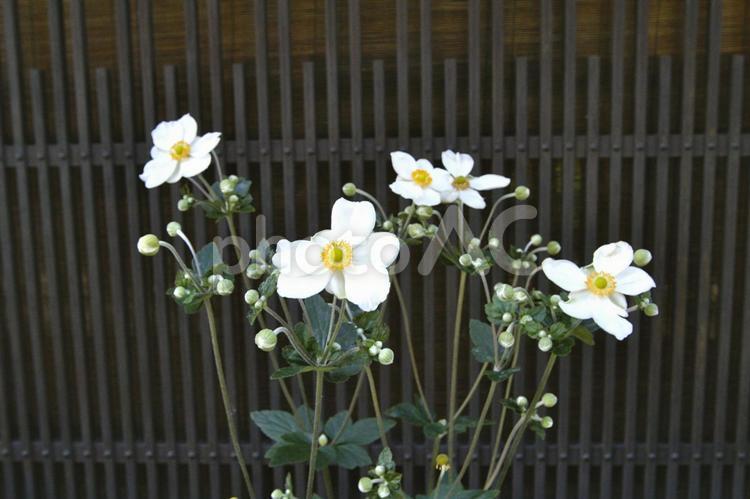 秋明菊 花,白い花,秋明菊の写真素材