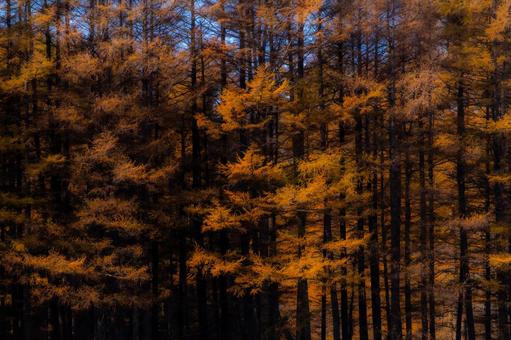秋のカラマツ林、光とやわらかな色彩 カラマツ,森,茶色の写真素材