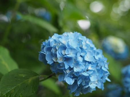 青い紫陽花 青い紫陽花 アジサイ,紫陽花,青い花の写真素材