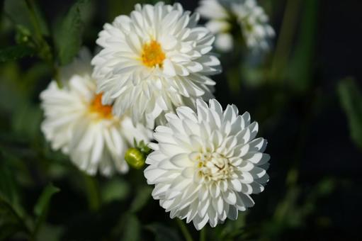 ダリア(HAKU) ダリア(HAKU) ダリア,haku,白色の写真素材