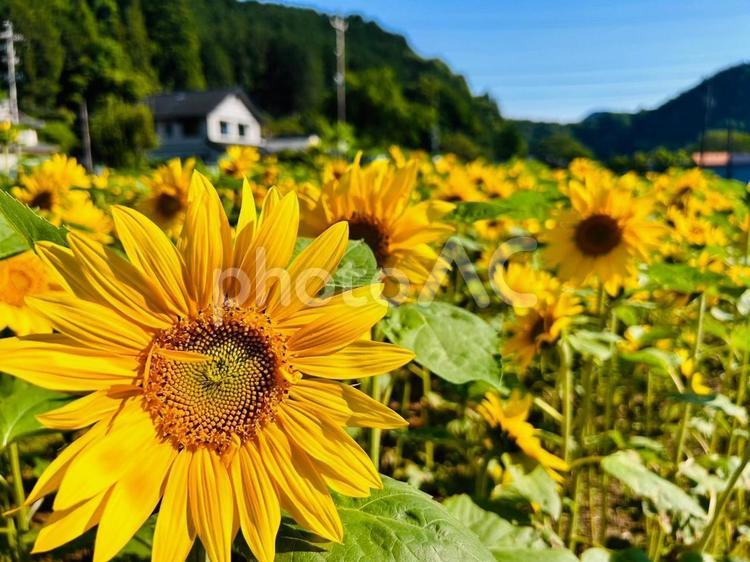 ひまわり、夏、田舎、自然、山、夏休み ひまわり,ヒマワリ,空の写真素材