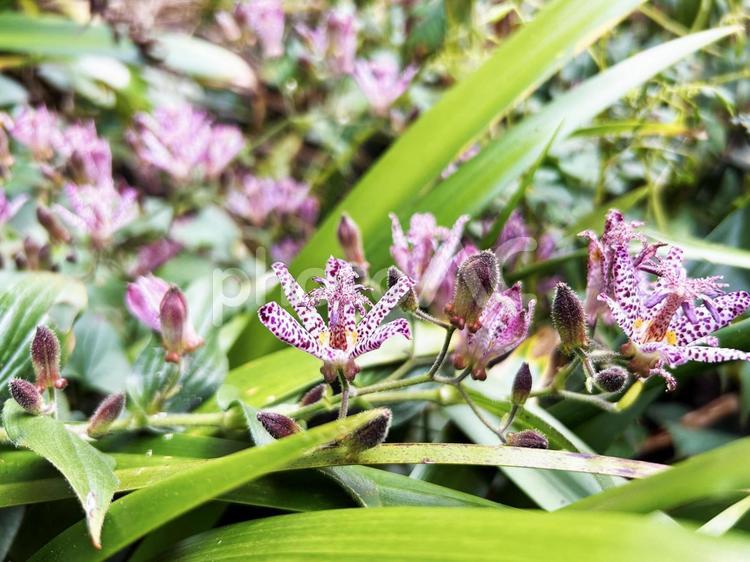 水辺に咲くホトトギス ホトトギス,水辺,アップの写真素材