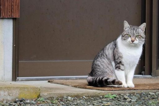 戸の前で白グレーのトラ猫 猫,白グレー猫,トラ猫の写真素材
