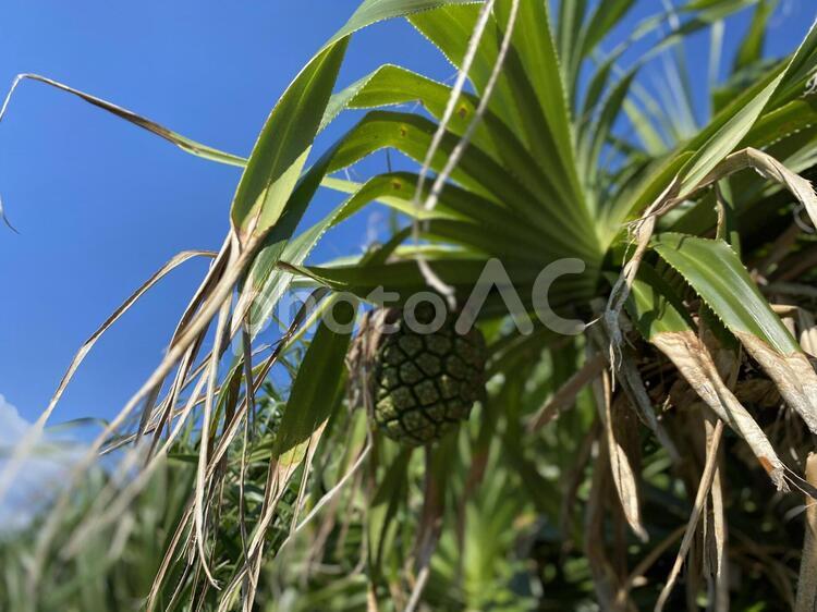 夏の果実 葉,自然,熱帯の写真素材