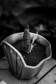 モノクロームの生命 自然,植物,鉢植えの写真素材