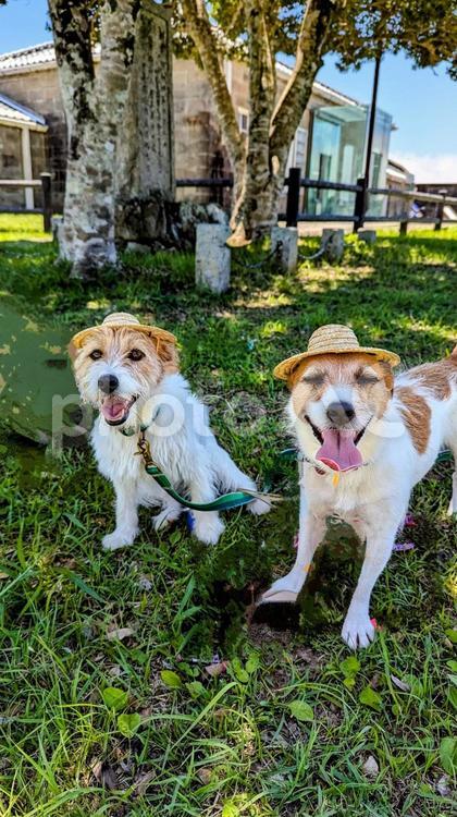 熱中症予防に帽子を被りました ジャックラッセルテリア,犬,dogの写真素材