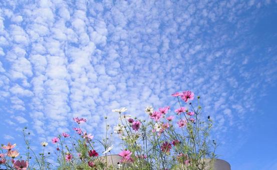 コスモスの花と秋空・ウロコ雲 コスモスの花と秋空・ウロコ雲 コスモス,秋空,花の写真素材