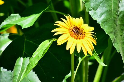 ヒマワリ ひまわり 向日葵 ヒマワリ ひまわり 向日葵の写真