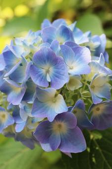 紫陽花 その1 紫陽花 その1の写真