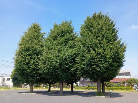 公園のイチョウの木 公園のイチョウの木 木,空,風景の写真素材