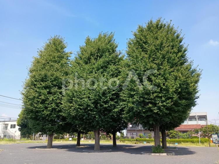 公園のイチョウの木 木,空,風景の写真素材