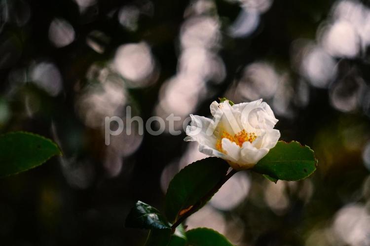 木漏れ日と山茶花 山茶花,木漏れ日,自然の写真素材