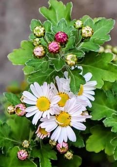 モモヨギク 野路菊,花,flowerの写真素材