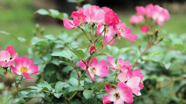 河津バカテル公園　秋バラ 薔薇,秋,花の写真素材