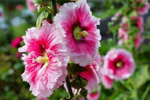 6月上旬の仏生山公園のタチアオイの花 6月上旬の仏生山公園のタチアオイの花 タチアオイ,花,植物の写真素材