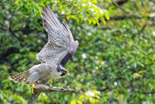 Photo, falcon, wild bird, bird, 