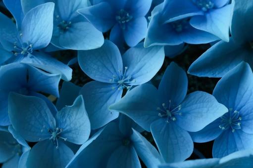 あじさいの花 あじさいの花の写真
