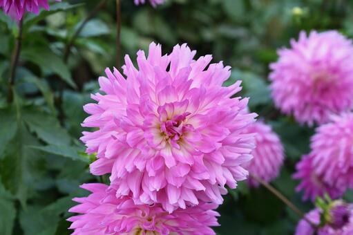 可愛いダリアの秋田美人と言う花 ダリア,ピンク,植物の写真素材