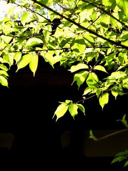 4月、背景の日本家屋に映える新緑 4月、背景の日本家屋に映える新緑 葉,木,緑の写真素材