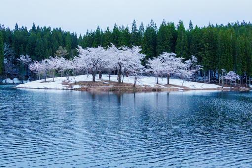 250428津南町中子の桜の写真