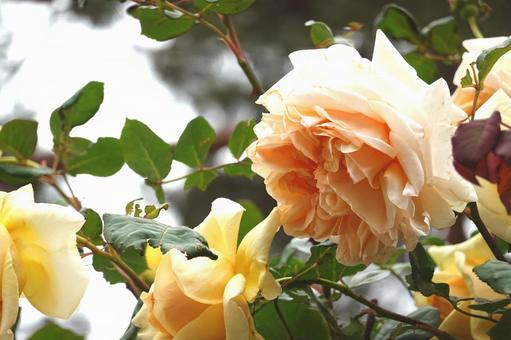 薔薇 薔薇の写真