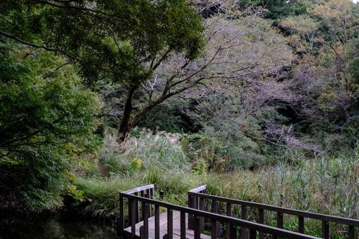 ［季節のイメージ］晩秋｜小雨｜森｜遊歩道 自然教育園,白金台,港区の写真素材