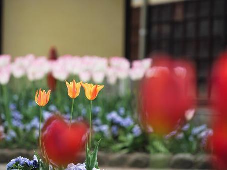 黄色に赤が入ったチューリップ 黄色に赤が入ったチューリップの写真