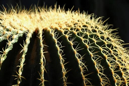 サボテンの針の写真