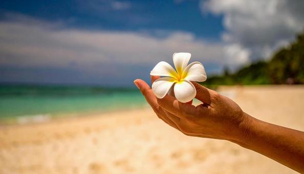 プルメリアの花を一輪持つ女性の手 プルメリアの花を一輪持つ女性の手の写真